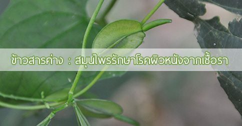 ข้าวสารค่าง สรรพคุณและประโยชน์ของต้นข้าวสารค่าง !