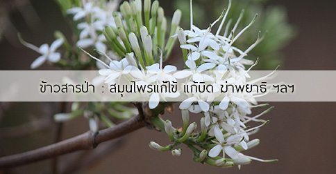 ข้าวสารป่า สรรพคุณและประโยชน์ของต้นข้าวสารป่า 14 ข้อ !