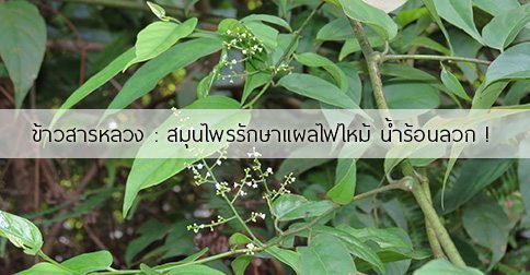 ข้าวสารหลวง สรรพคุณและประโยชน์ของต้นข้าวสารหลวง 6 ข้อ !