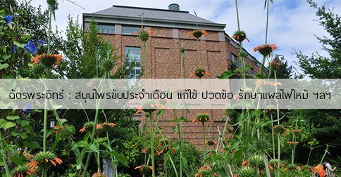 ฉัตรพระอินทร์ สรรพคุณและประโยชน์ของต้นฉัตรพระอินทร์ 19 ข้อ !