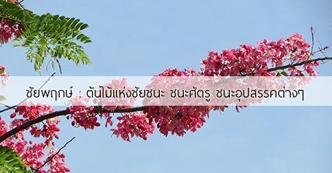 ชัยพฤกษ์ สรรพคุณและประโยชน์ของต้นชัยพฤกษ์ 11 ข้อ !