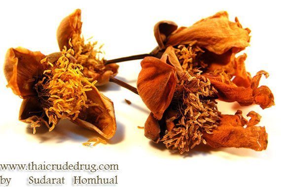 สมุนไพรบุนนาค
