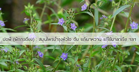 9 สรรพคุณและประโยชน์ของต้นปอผี ! (ผักกะเดียง)