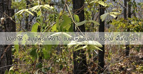 ปอเต่าไห้ สรรพคุณและประโยชน์ของต้นปอเต่าไห้ 13 ข้อ !