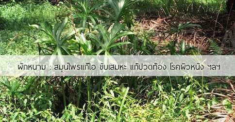 ผักหนาม สรรพคุณและประโยชน์ของต้นผักหนาม 28 ข้อ !