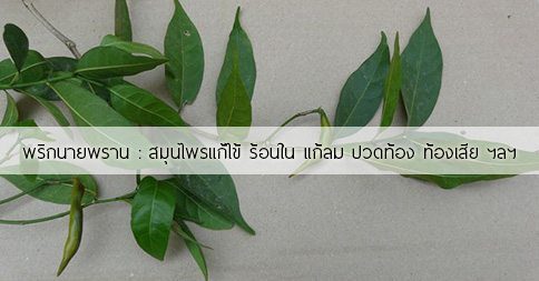 14 สรรพคุณและประโยชน์ของต้นพริกนายพราน ! (พริกพราน)