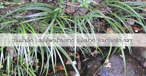 ว่านน้ำเล็ก สรรพคุณและประโยชน์ของต้นว่านน้ำเล็ก 8 ข้อ !