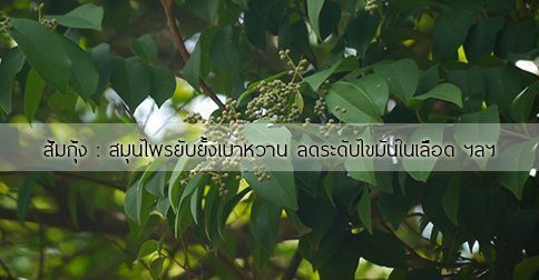 ส้มกุ้ง สรรพคุณและประโยชน์ของต้นส้มกุ้ง 15 ข้อ ! (สนขี้มด)