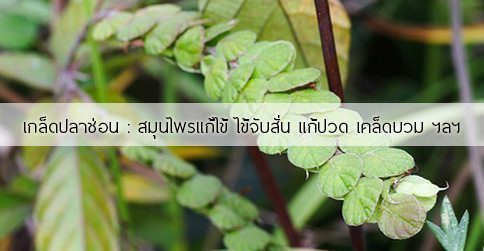 เกล็ดปลาช่อน สรรพคุณและประโยชน์ของต้นเกล็ดปลาช่อน 16 ข้อ !