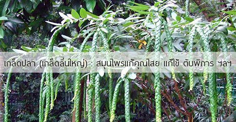 เกล็ดปลา สรรพคุณของต้นเกล็ดปลา 8 ข้อ ! (เกล็ดลิ่นใหญ่)