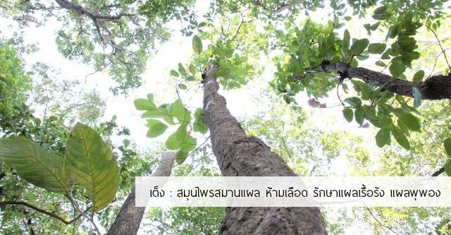 เต็ง สรรพคุณและประโยชน์ของต้นเต็ง 7 ข้อ !