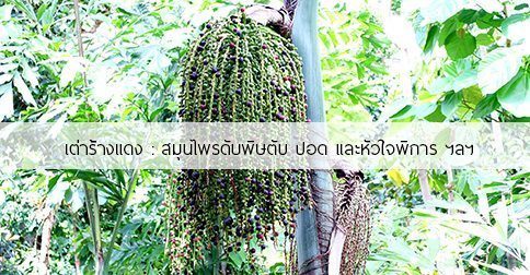 23 สรรพคุณและประโยชน์ของต้นเต่าร้างแดง ! (เต่าร้าง)