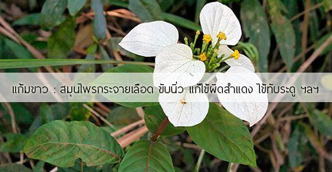 แก้มขาว สรรพคุณและประโยชน์ของต้นแก้มขาว 9 ข้อ !