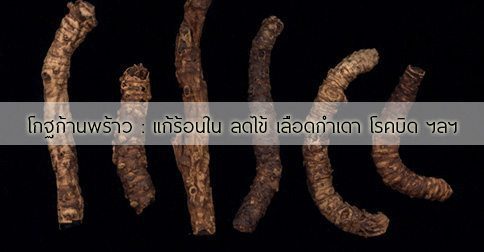 โกฐก้านพร้าว สรรพคุณและประโยชน์ของโกฐก้านพร้าว 10 ข้อ !