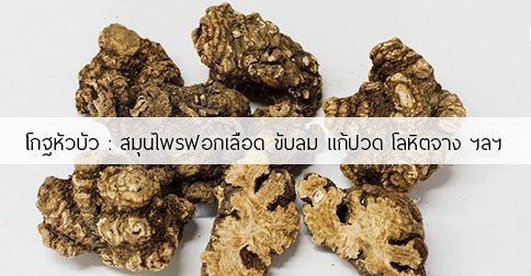 โกฐหัวบัว สรรพคุณและประโยชน์ของเหง้าโกฐหัวบัว 18 ข้อ !