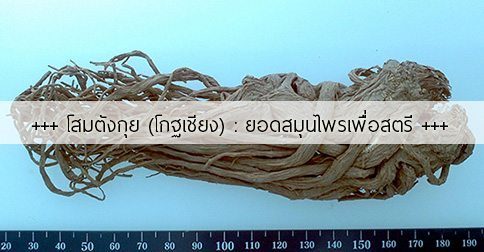 ตังกุย สรรพคุณและประโยชน์ของโสมตังกุย 18 ข้อ ! (โกฐเชียง)