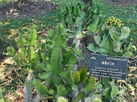 สลัดได สรรพคุณและประโยชน์ของต้นสลัดไดป่า 29 ข้อ !