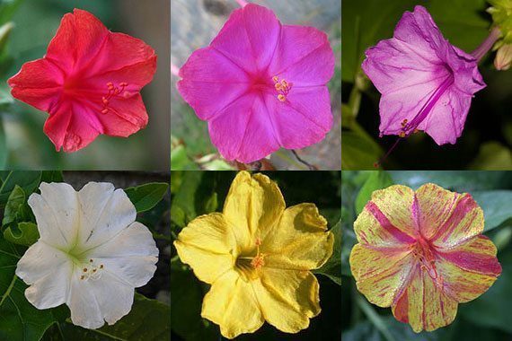 สีของดอกบานเย็น
