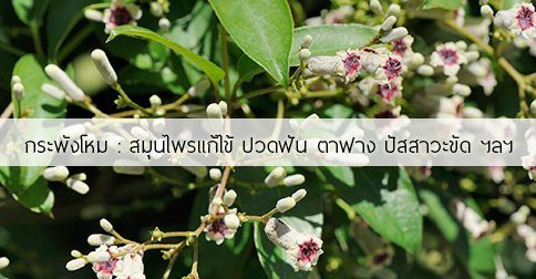 กระพังโหม สรรพคุณและประโยชน์ของต้นกระพังโหม 24 ข้อ !
