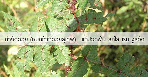 กำจัดดอย สรรพคุณและประโยชน์ของต้นกำจัดดอย 6 ข้อ !