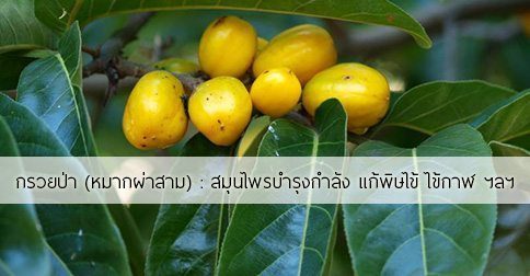 กรวยป่า สรรพคุณและประโยชน์ของต้นกรวยป่า 20 ข้อ !