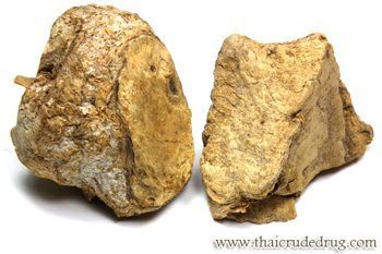 ข้าวเย็นใต้ สรรพคุณและประโยชน์ของหัวข้าวเย็นใต้ 33 ข้อ !