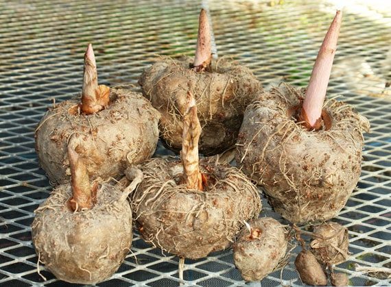 บุก สรรพคุณและประโยชน์ของหัวบุก ผงบุก 27 ข้อ ! (Konjac)