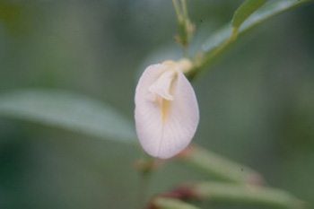 อัญชันป่า สรรพคุณและประโยชน์ของต้นอัญชันป่า 4 ข้อ !