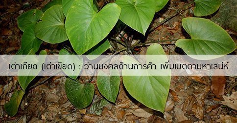 เต่าเกียด สรรพคุณและประโยชน์ของว่านเต่าเกียด 4 ข้อ !
