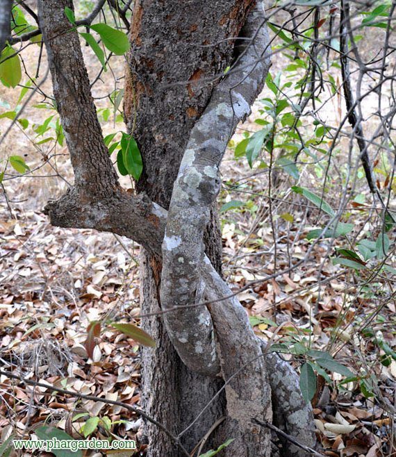 เถาคุย