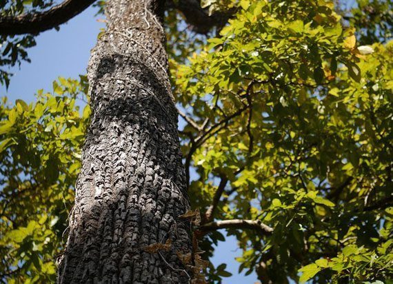 เปลือกต้นรกฟ้า