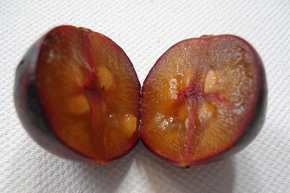 เมล็ดตะขบป่า