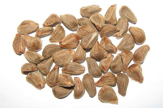 เมล็ดโพทะเล