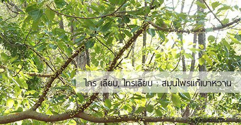 ไกร สรรพคุณและประโยชน์ของต้นไกร 15 ข้อ ! (เลียบ)