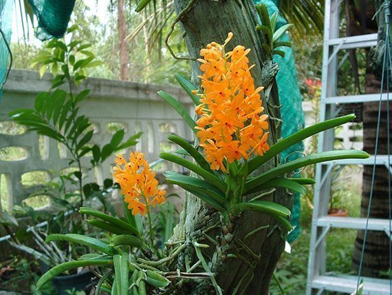 เอื้องเหลืองพระฝาง
