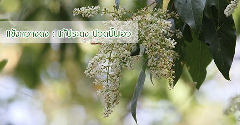 แข้งกวางดง สรรพคุณและประโยชน์ของต้นแข้งกวางดง 5 ข้อ !