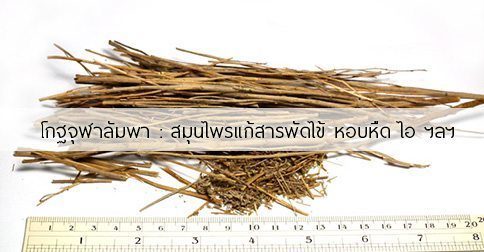 โกฐจุฬาลัมพา สรรพคุณและประโยชน์ของต้นโกฐจุฬาลำพา 22 ข้อ !