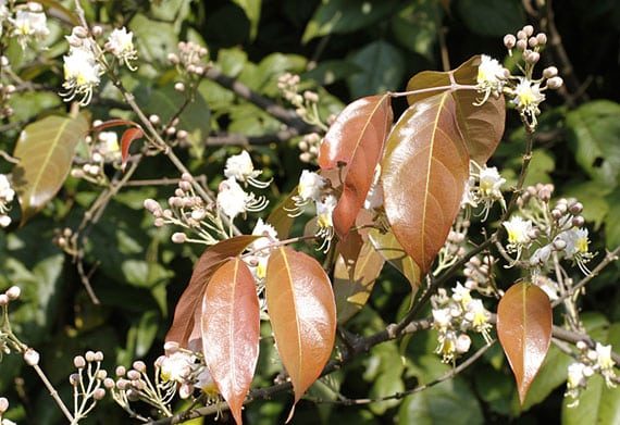 โนรา