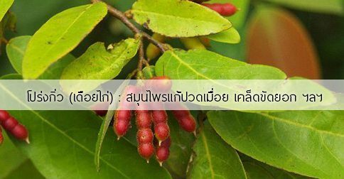 โปร่งกิ่ว สรรพคุณและประโยชน์ของต้นโปร่งกิ่ว 4 ข้อ !