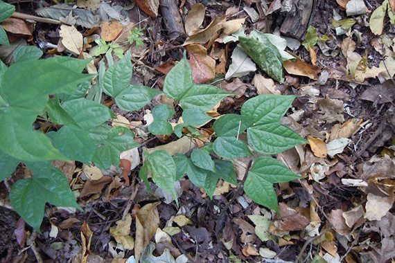 ใบกระไดลิง