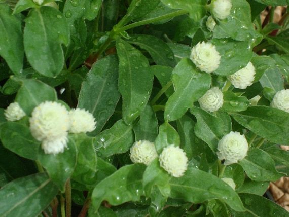 ใบบานไม่รู้โรย