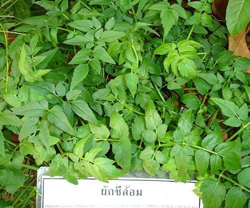 ใบผักชีล้อม
