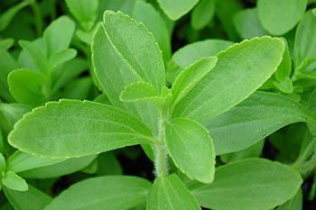 หญ้าหวาน สรรพคุณและประโยชน์ของหญ้าหวาน 14 ข้อ !