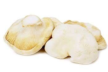 เห็ดเป๋าฮื้อ สรรพคุณและประโยชน์ของเห็ดเป๋าฮื้อ 12 ข้อ !