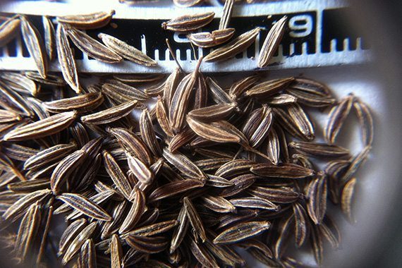 Caraway