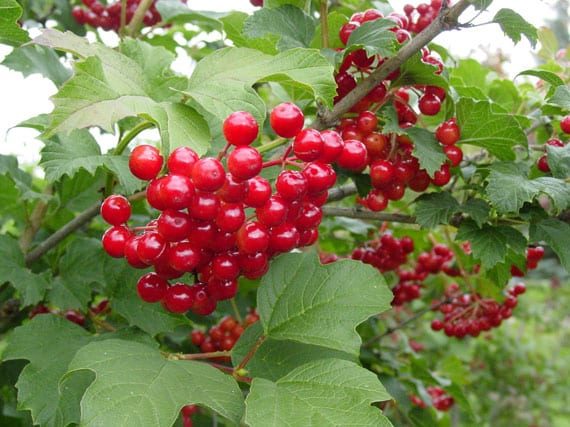Cranberry
