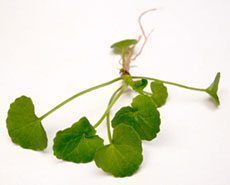 ประโยชน์ของใบบัวบก