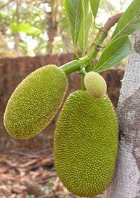 สรรพคุณของขนุน