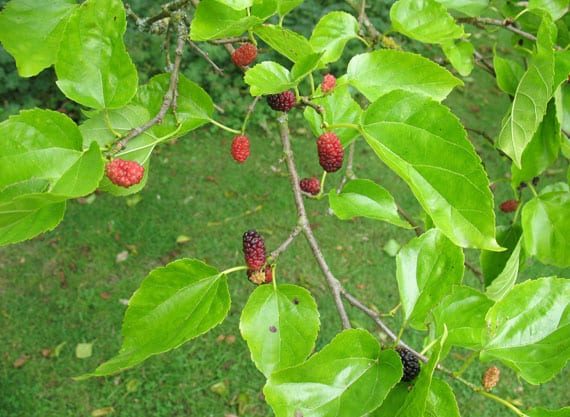 Mulberry
