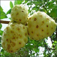 ประโยชน์น้ำลูกยอ